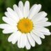 marguerite avec ses pétales