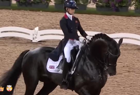 dressage
